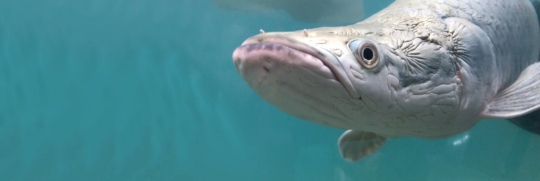 Rule Your Underwater Kingdom